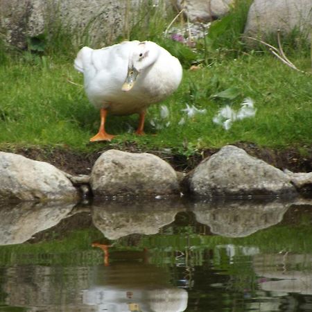 Cosy Ground Floor Disabled Friendly Room In Farm House Llandderfel 외부 사진