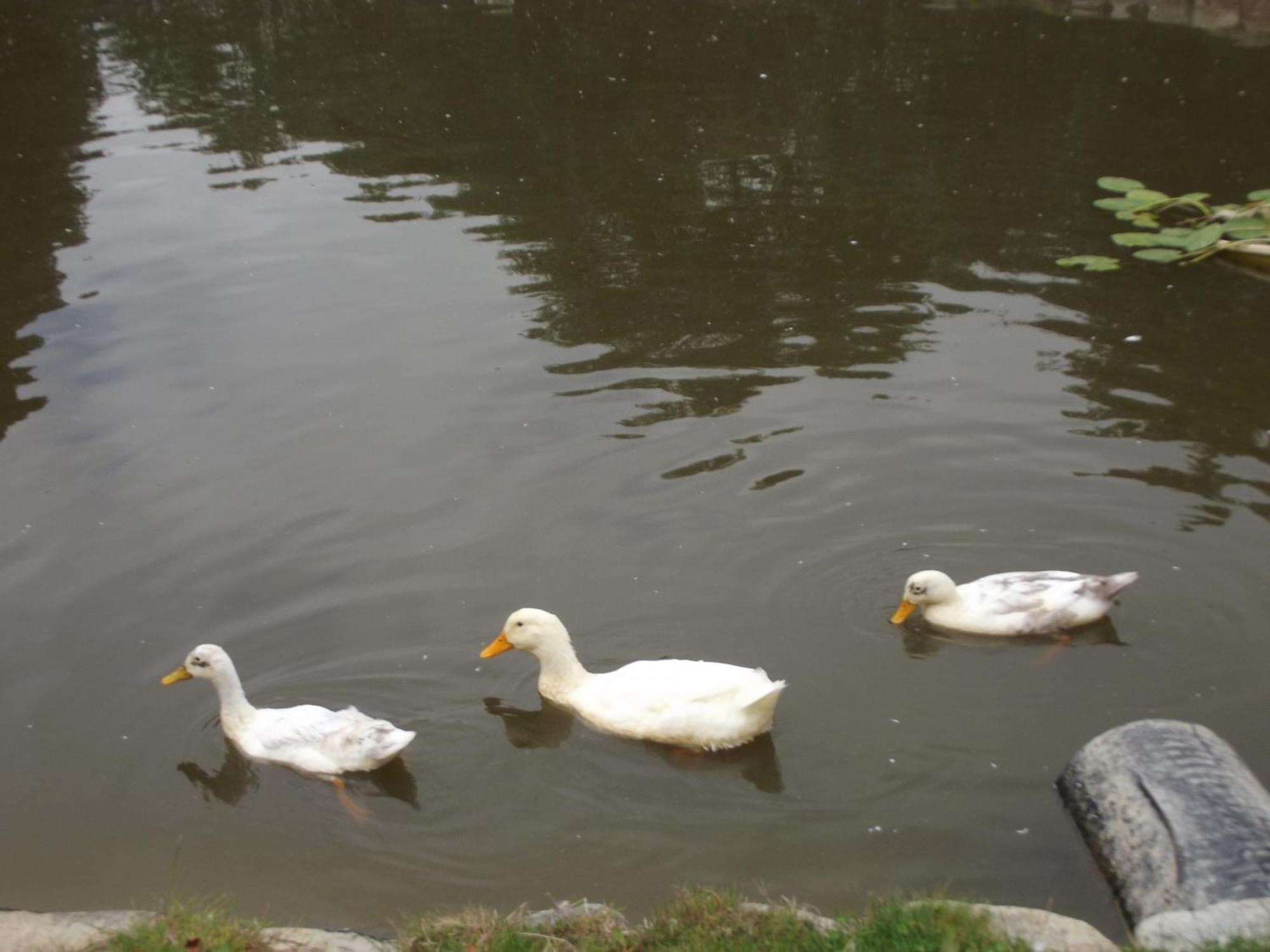 Cosy Ground Floor Disabled Friendly Room In Farm House Llandderfel 외부 사진