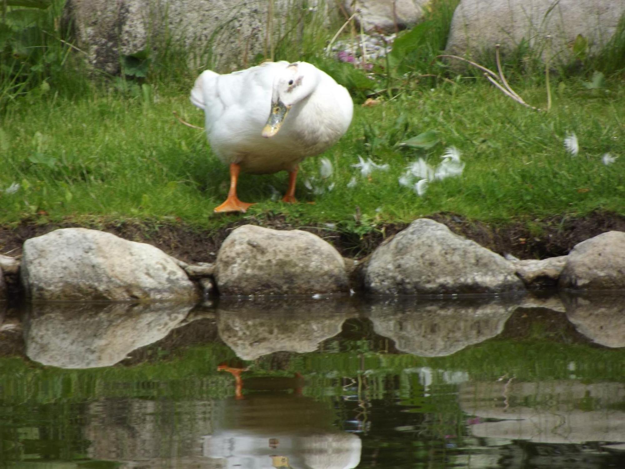 Cosy Ground Floor Disabled Friendly Room In Farm House Llandderfel 외부 사진
