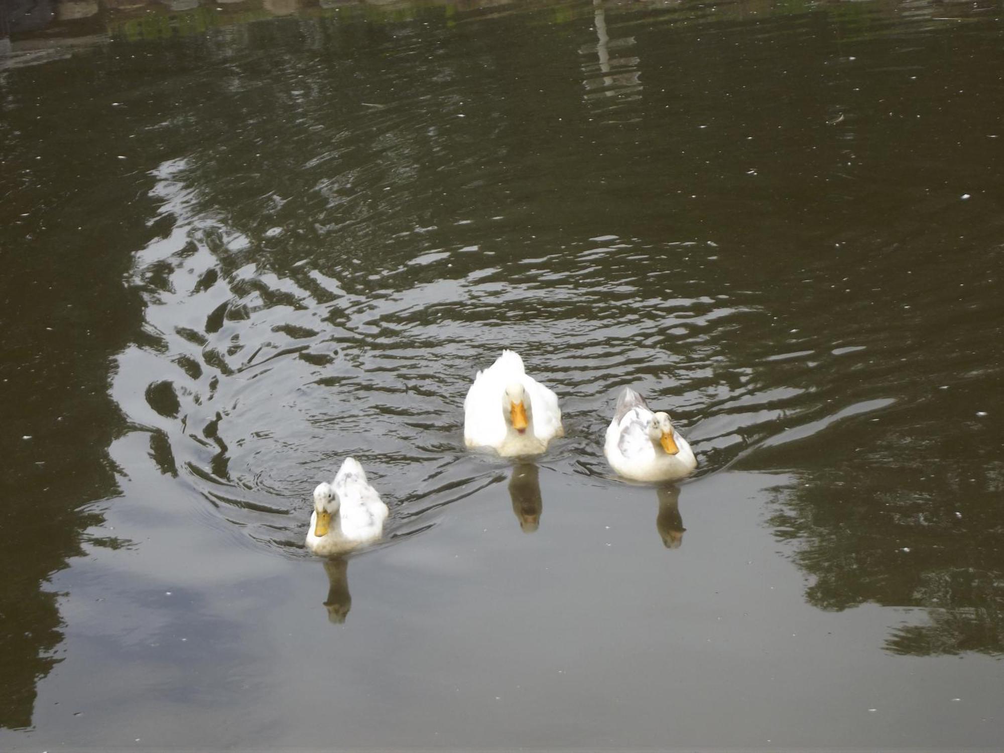 Cosy Ground Floor Disabled Friendly Room In Farm House Llandderfel 외부 사진